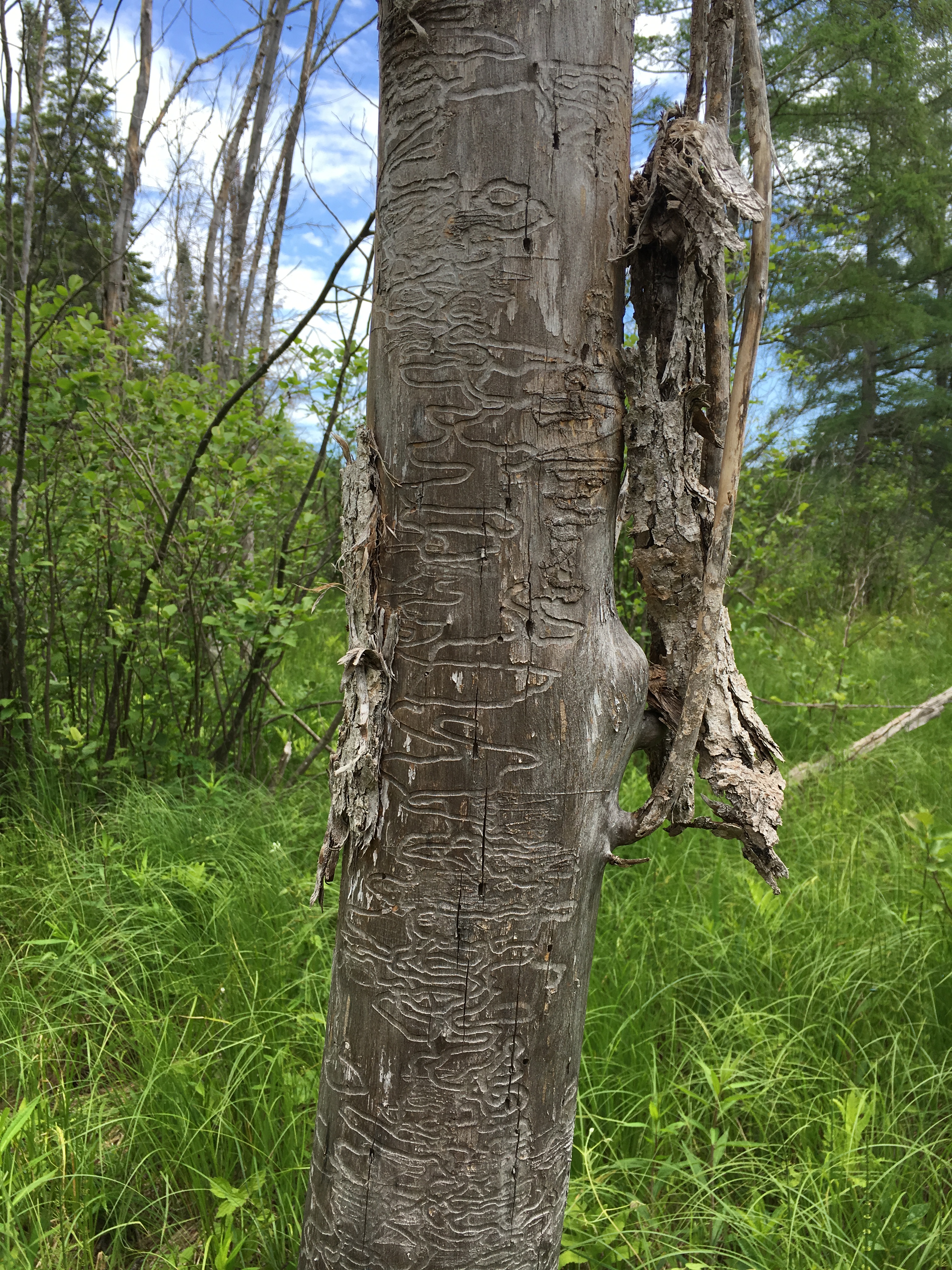 Photograph of a tree stripped of bark that shows larval paths from emerald ash borers.