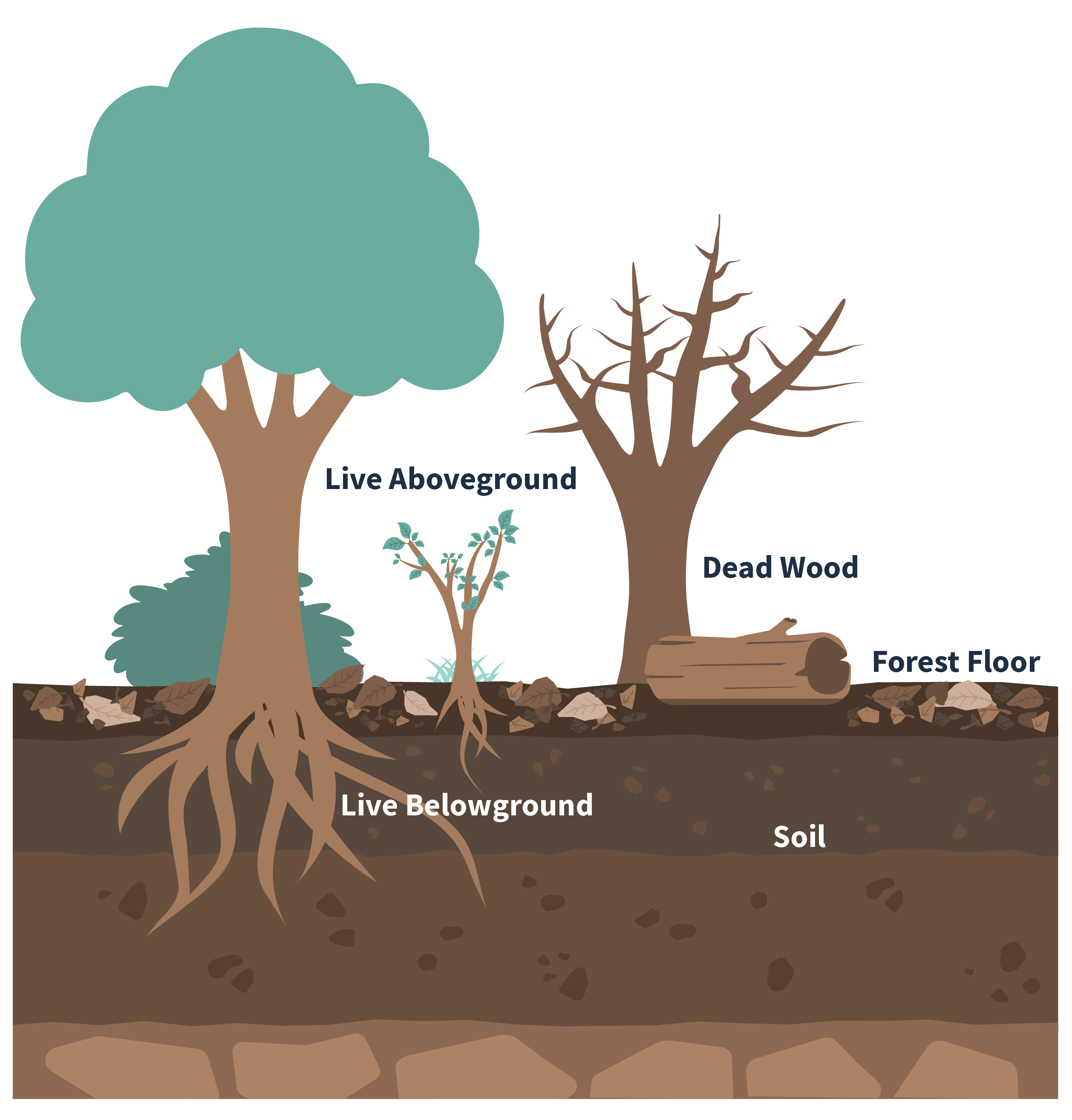 Illustration feature live aboveground carbon (trees, bushes), live belowground carbon (roots), dead wood carbon (dead trees and fallen logs), forest floor carbon (leaf litter), and soil carbon.