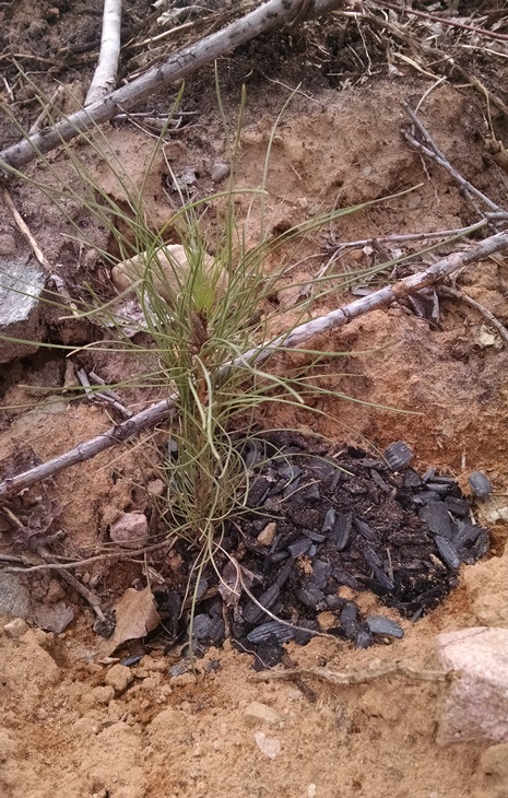 Biochar in action