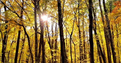 forest