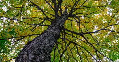 tree2