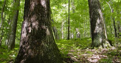 Maryland Forest