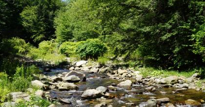 a small river in new england with trees on each side