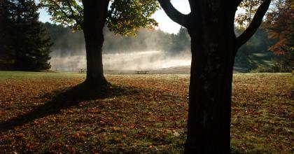 trees