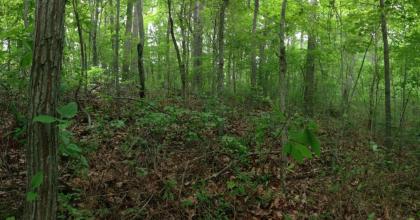 Oak forest in Ohio