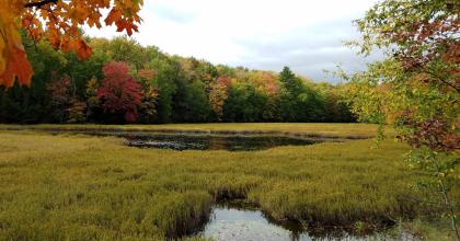 A forested wetland surrounded by fall foliage