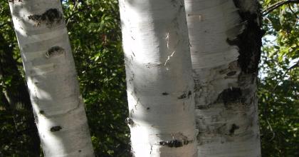 trees