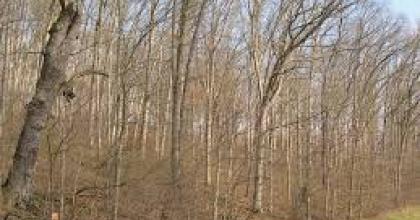 Oak