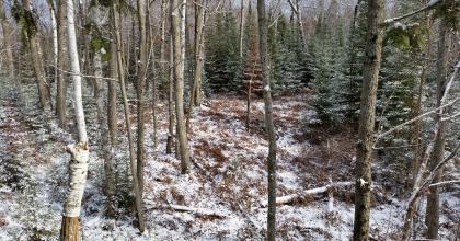 snow-covered forest with aspen, birch, and fir