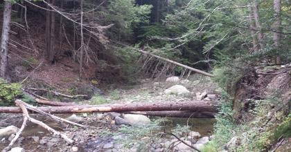 A rocky stream in a forest.