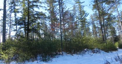 Vigorous white pine regeneration on Warren's property. 