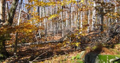 A hardwood forest in fall with fall colors