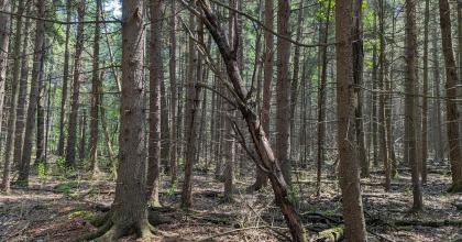 Undesirable Norway spruce plantation planned to be cut with small aspen suckers that should respond well to an aggressive cut. 