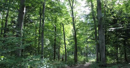 A forest road on the Palmer Woods property. 