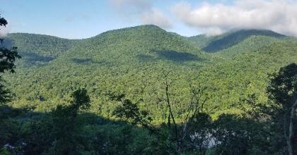 Scenic view of forested project area.
