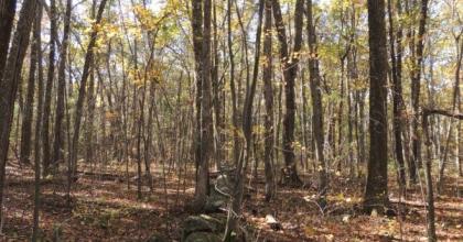 an old stone wall in an oak forest