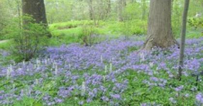 understory with purple flowers and a few tree trunks