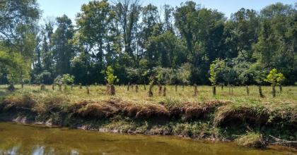 Riparian trees along the river