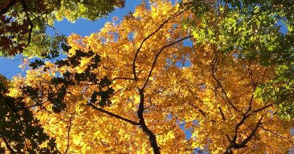 USFS Shawnee National Forest