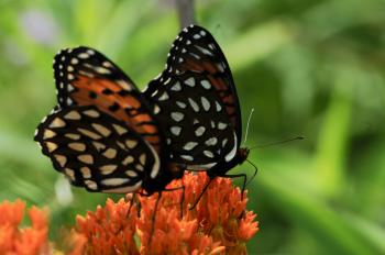 2 regal frittilary butterflies on an orange flower