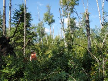 A declining birch stand in the North Shore project area. 