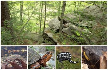 Amphibians, reptiles and fish found in the project area