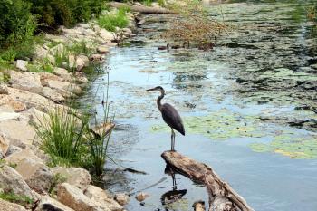 Heron at Ford Cove (provided by Edsel and Eleanor Ford House)