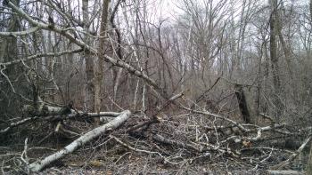 Damage from a 2013 windstorm at Sunfish Lake Park.