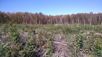 Aspen regeneration 1 year after a clearcut harvest. 