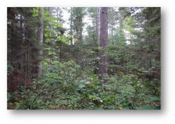 Young balsam fir in an older pine stand. 