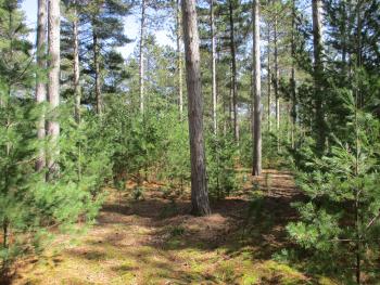 photo of young white pine naturally replacing the red pine plantation