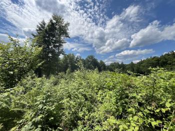 A young forest with many trees seedlings and saplings establishing