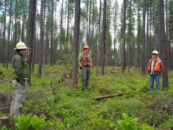 Natural Resource Specialist in Flathead National Forest. Photo Credit: Justin Crotteau, USDA Forest Service Rocky Mountain Research Station.