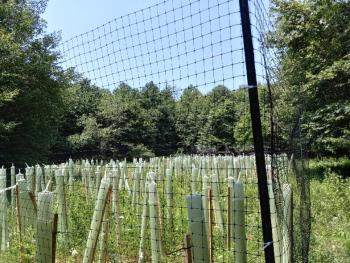 Rothrock State Forest planting site. 