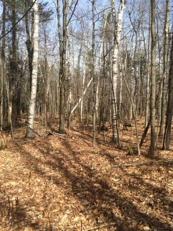 Mixed northern hardwood forest at Tannery Road