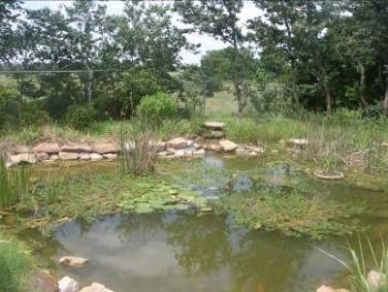 Wetland pond circa 2006