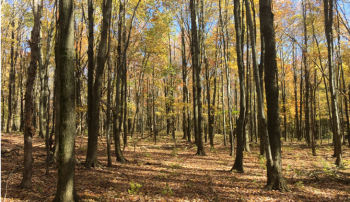 Picture of forest stand