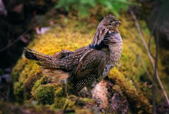 Habitat for ruffed grouse is one of the main management concerns at the Mille Lacs WMA. Photo credit: Doug Smith, Minneapolis Star Tribune.