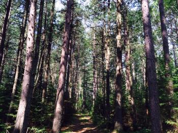 This stand had relatively uniform stand structure, and a mix of tree regeneration and hazel in the understory./