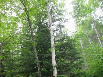 Paper birch is one of the species to be promoted in the Kab project. 