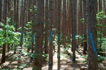 About 25% of red pine stands will be harvested and regenerated across the Grayling Outwash MA. 