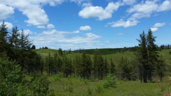 A example of barrens habitat within the Greenwood project area. Photo credit: Michelle Davalos, US Forest Service