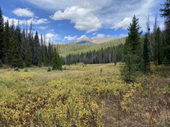 Clearing in the Colorado State Forest. Photo Credit: Courtney Peterson, Colorado State University. 