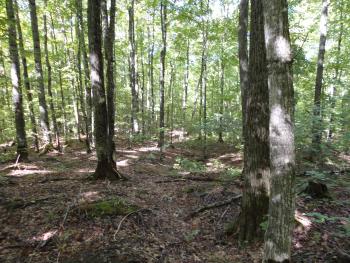 A sugar maple stand on the KBIC reservation. (Photo by Jerry Jondreau)