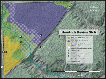 Hemlock Ravine SNA contains three primary forest types, as well as a cluster of eastern hemlock within a steep ravine. 