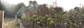 Hennepin County Gravel Bed Nursery