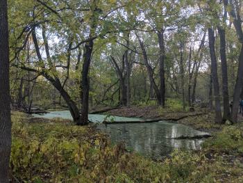 Floodplain forest at Crosby Farm Park