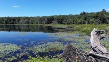 Poject area - wetland habitat