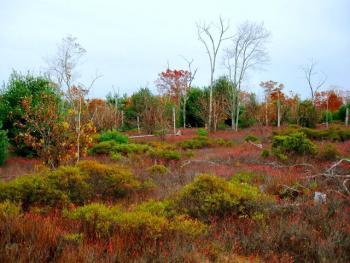 Dry conditions, deer herbivory, and insect pests have contributed to regeneration failure at this site. Photo courtesy Christopher Riely, Providence Water.
