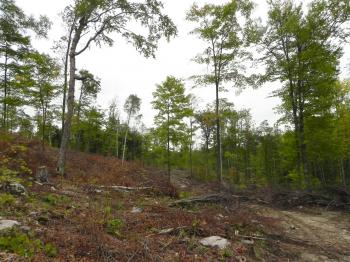 A poor-quality northern hardwoods stand after a regeneration harvest. 